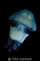 Jellyfishs - Rhizostoma pulmo by Vito Lorusso 